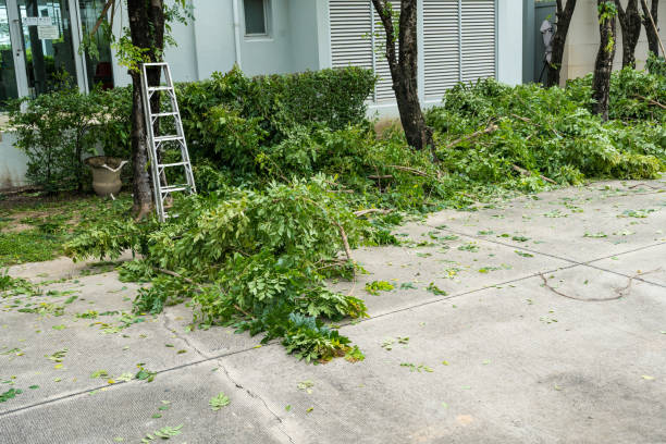 Best Tree Cabling and Bracing  in Lisle, IL