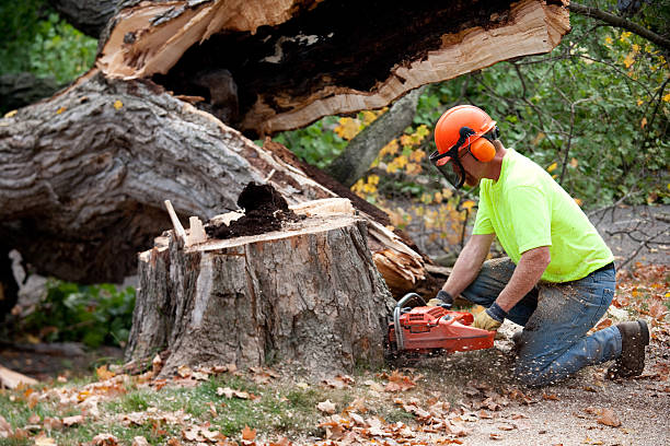 How Our Tree Care Process Works  in  Lisle, IL